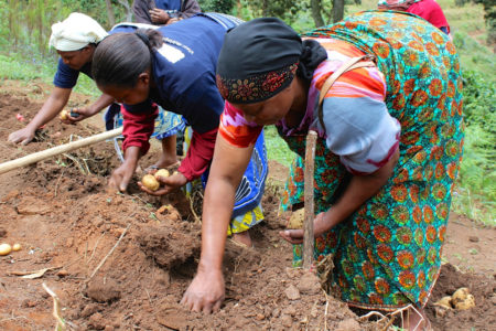 Image result for Small-scale farmers are the custodians of Africaâ€™s seed diversity